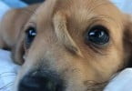 Conheça o ‘cãonicórnio’ que está a fazer as delícias da Internet