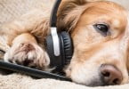 Ingleses pedem proibição do fogo-de-artifício para proteger animais