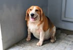 cão obeso beagle