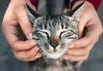 Os gatos têm mesmo expressões faciais, diz estudo