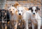 VA puppy mills