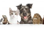 pet festival
