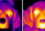As cores do entusiasmo – imagens térmicas revelam aumento de calor consoante a excitação dos animais