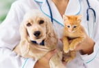 animais de companhia VET