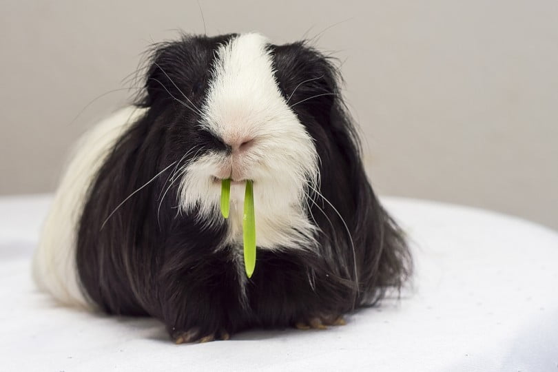 Exoclinic promove workshops na área de saúde animal