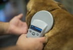 microchip vet