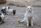 AAFP atualiza diretrizes sobre o retrovírus felino
