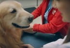 vet