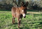 Investigadores desenvolvem técnica de inseminação artificial de Burro Mirandês