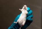 Mais de nove milhões de animais usados em laboratórios na UE num ano (e 41 mil foram em Portugal)