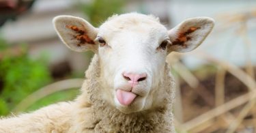 Veterinários sugerem considerar todas as opções antes de castrar os carneiros jovens