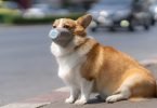 Confirmado caso de cão com resultados positivos nos testes de Cvid-19