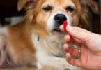 APIFVET garante “não há rutura de medicamentos veterinários”