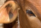 Criadores consideram taxas sobre a carne “um efetivo ataque ao mundo rural”