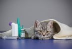 Europa publica relatório sobre suspeitas de efeitos secundários em medicamentos veterinário