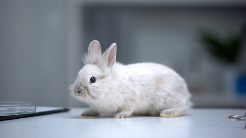 Animais utilizados para fins científicos:“Falta de informação não é falta de transparência”