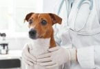 Classe veterinária cede 339 médicos