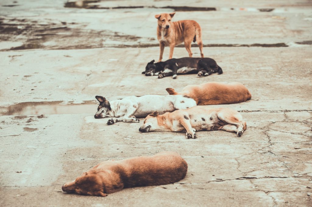 Ministra da Agricultura anuncia criação de Grupo de Trabalho para definir estratégia para animais errantes
