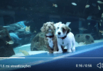 Odie and Carmel