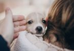 Vet Atual Espanha medidas protecao animais