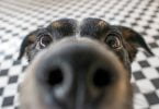 Vet Atual cães podem detetar Covid