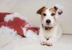 Vet Atual cão ansiedade separacao