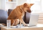 Vet Atual investimento setor animal