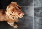 Vet-cães-podem-sofrer-ansiedade