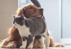 'Millennials' são quem mais gasta na indústria animal nos EUA