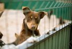 Vet Atual cães adotados online