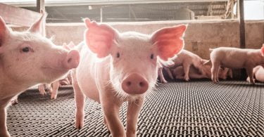 DGAV pede aumento na prevenção perante agravamento da peste suína