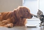 Dia das Mentiras: mitos sobre animais de companhia