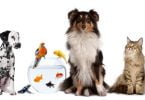 Amanhã celebra-se o Dia Mundial da Medicina Veterinária