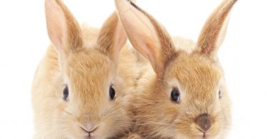 Companheirismo em coelhos reduz stresse e ajuda a manter a temperatura