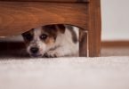 Estudo: cães da cidade são mais medrosos do que os do campo