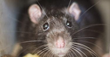 Ratazana cinzenta identificada como “reservatório-chave” de bartonella