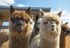 Nova vacina contra o coronavírus está a ser testada em alpacas