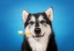 Cão com escova dentes veterinaria atual