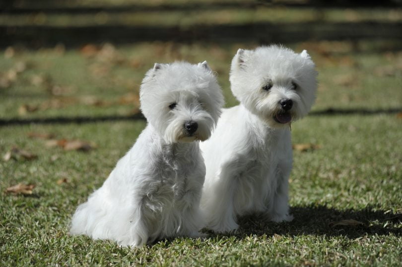 Saiba quais são as raças de cães mais suscetíveis à diabetes