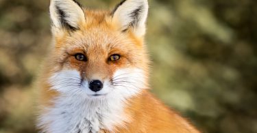 Vulpes vulpes