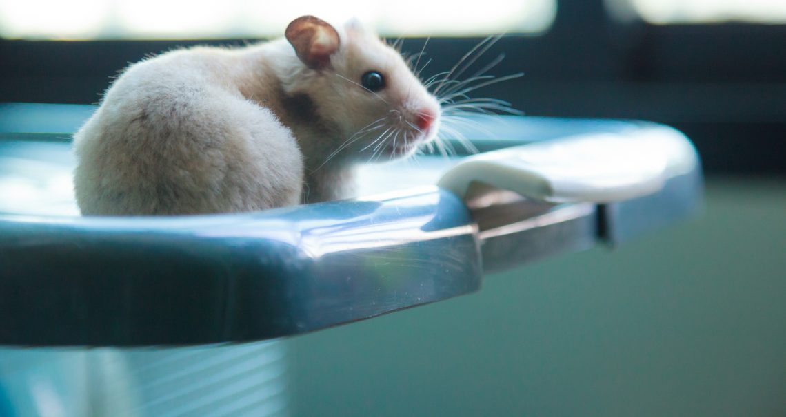 Hamsters desenvolvem imunidade protetora à covid19, revela estudo