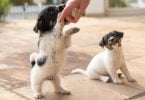 Cachorros parvovirose