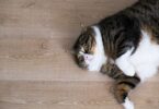 Gato obesidade endocrinologia Vet Atual