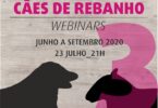 caes rebanho