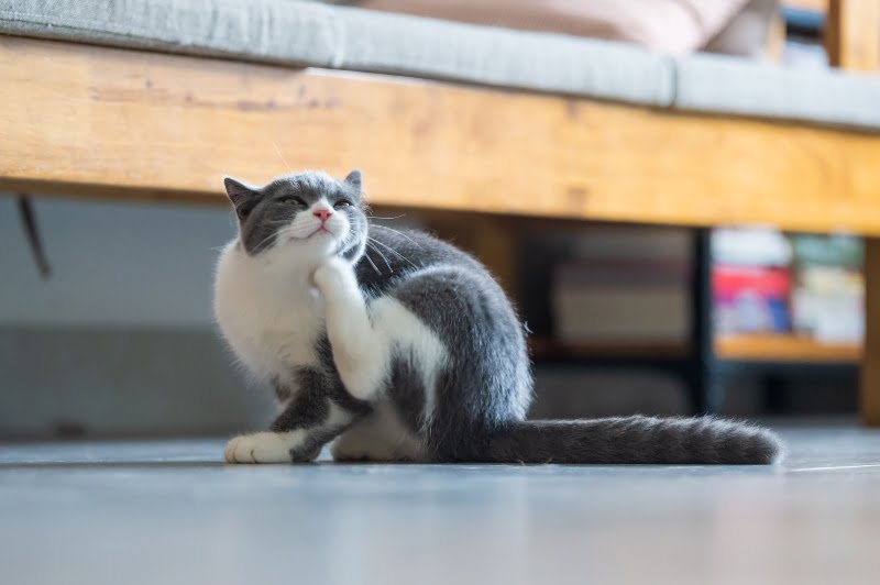 gato com comichao a coçar se alergias