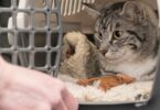 cute cat in a transport box for safe transport picture id