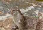 Veterinários espanhóis da Universidade de Múrcia detetaram anticorpos para a Leishmania numa lontra euro-asiática.
