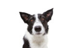 iStock