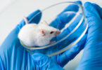 Instituto Gulbenkian Ciência nega acusações do PAN quanto a incumprimentos com animais para fins de investigação científica