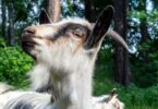 Personalidade das cabras influencia modo como se alimentam